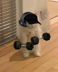 Кот с гантелями - картинка gif