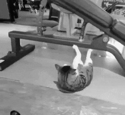 Кот подтягивается на тренажере - картинка gif