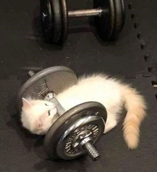 Котенка прижало гантелью - картинка gif