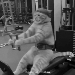Кот выполняет упражнение гребля - картинка gif