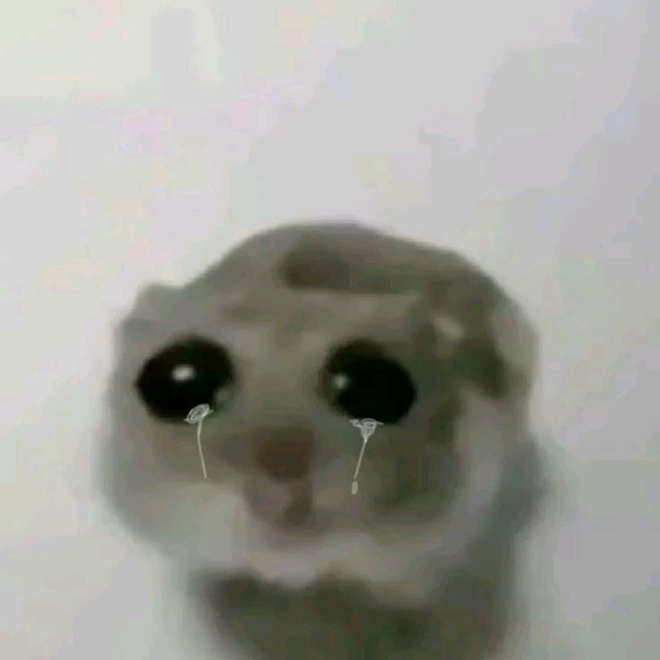 Грустный плачущий хомяк - Мемы