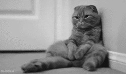 Кот сидит у стены - картинка gif