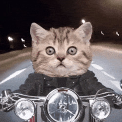 Кот едет на мотоцикле - картинка gif