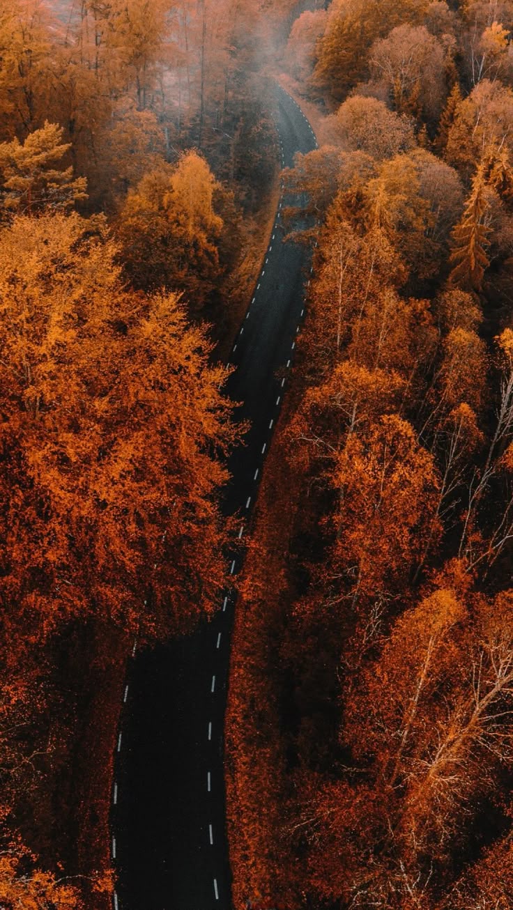 Дорога сквозь осенний лес - Осень