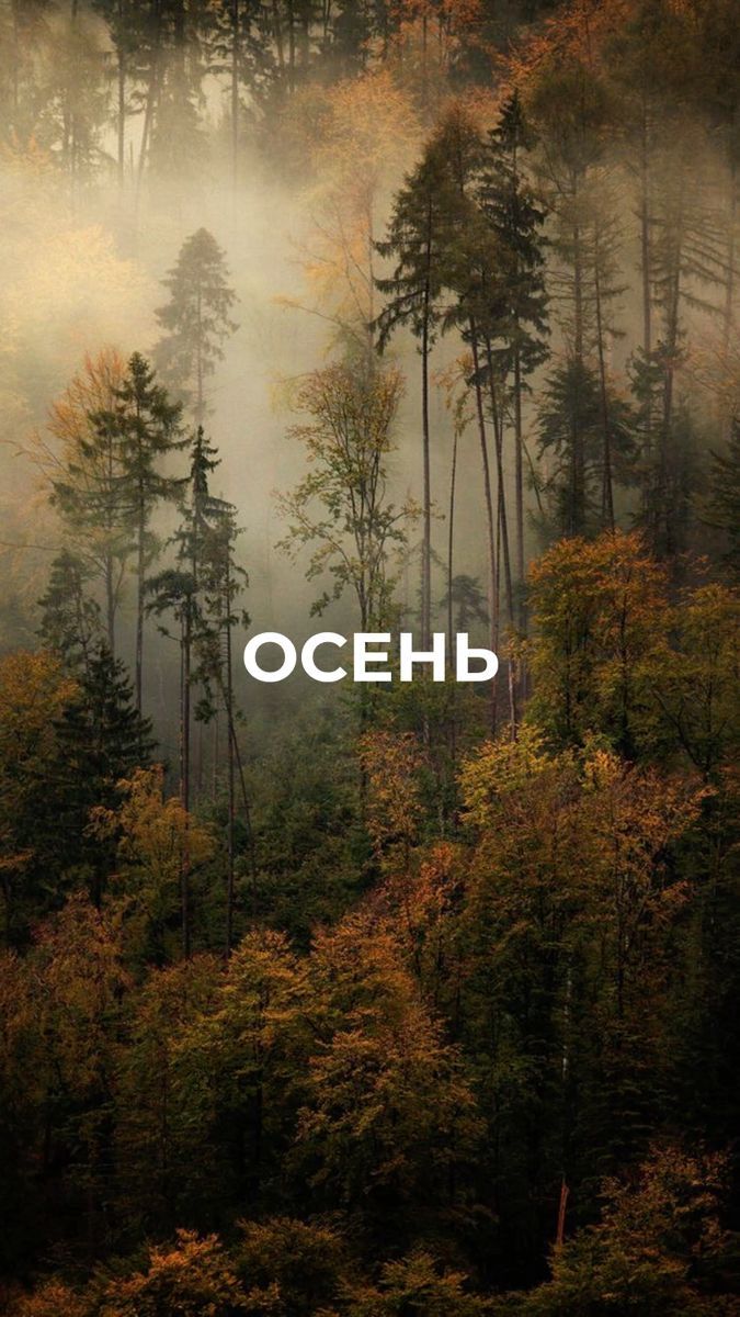 Туманный осенний лес - Осень