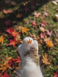 Кленовый лист на кошачьей лапе - картинка gif