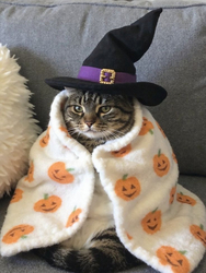 Кот ведьма - картинка gif