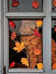Осенняя кошка у окна - картинка gif
