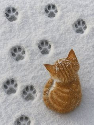 Рыжий котенок на снегу - картинка gif