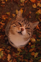 Кот в осенних листьях - картинка gif