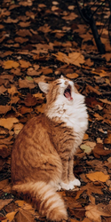 Рыжий кот зевает - картинка gif