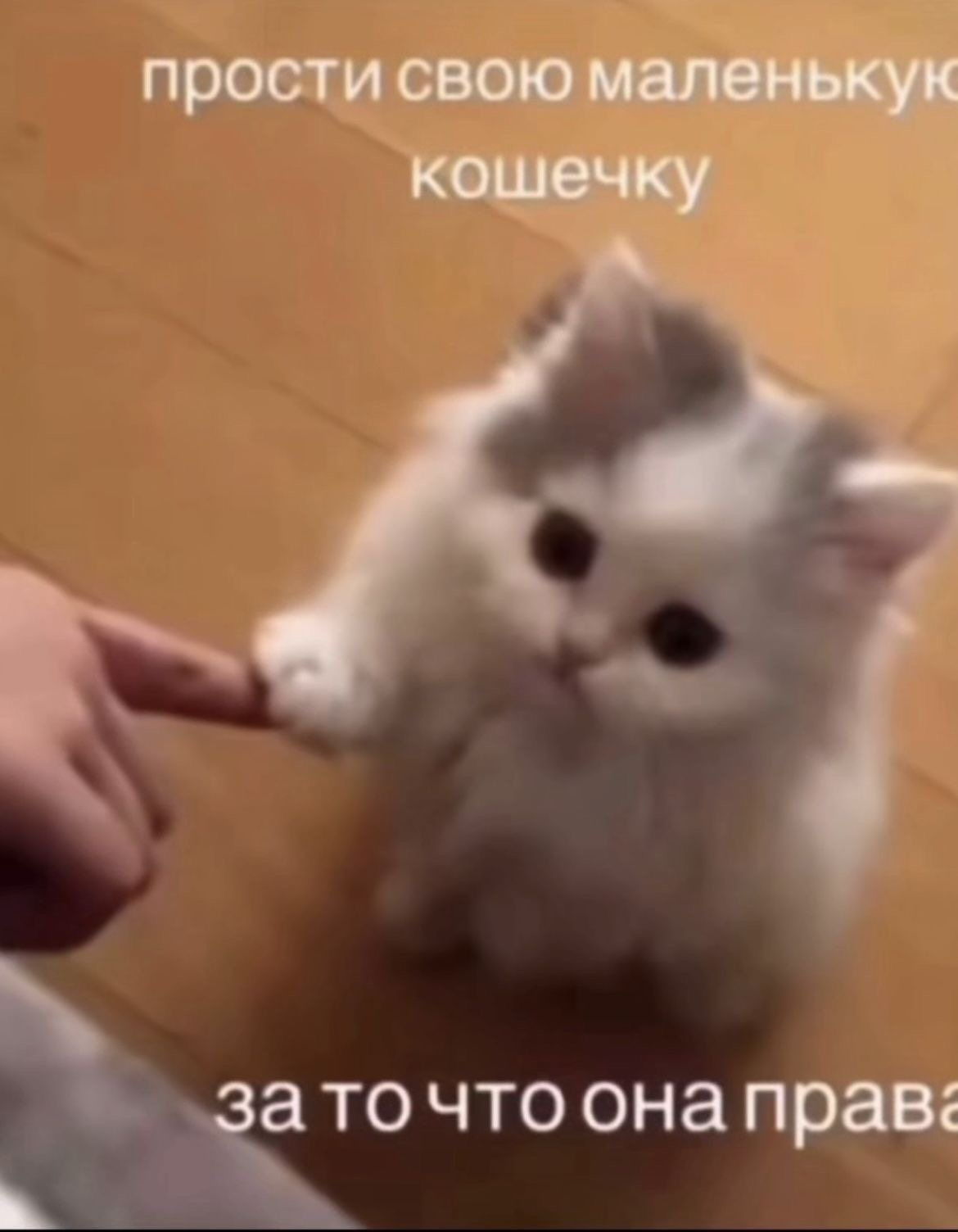 Котёнок касается пальца человека - гифки и картинки