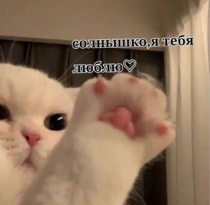 Белый кот с лапой - гифки и картинки