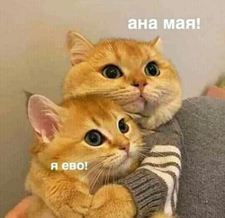 Два кота обнимаются - картинка gif