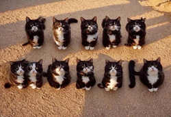 Десять милых котят - картинка gif