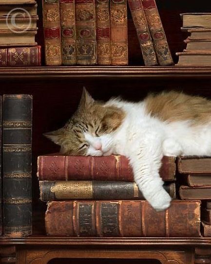 Кот спит на книгах - гифки и картинки