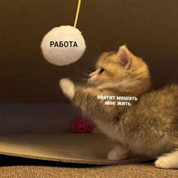 Кот играет с игрушкой - картинка gif