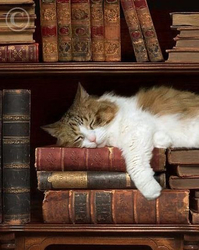 Кот спит на книгах - картинка gif