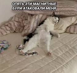 Кот лежит на кровати - картинка gif