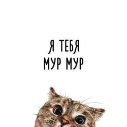 Милый котик с надписью - картинка gif