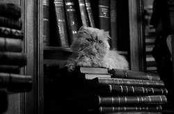 Кот смотрит на мигающую лампу - картинка gif