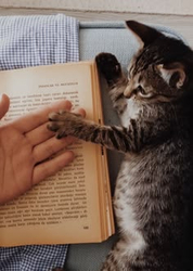 Кот держит человека за руку - картинка gif