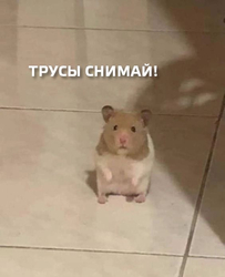 Хомяк стоит на плитке - картинка gif