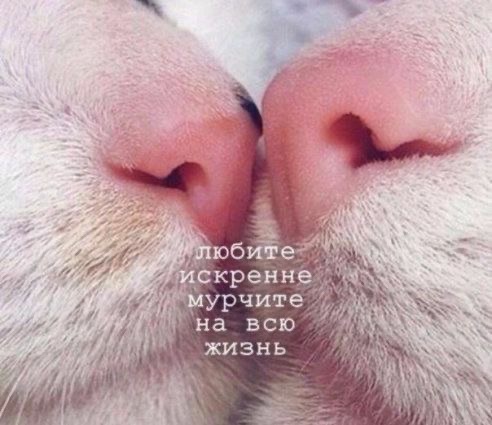 Искренняя кошачья любовь - гифки и картинки