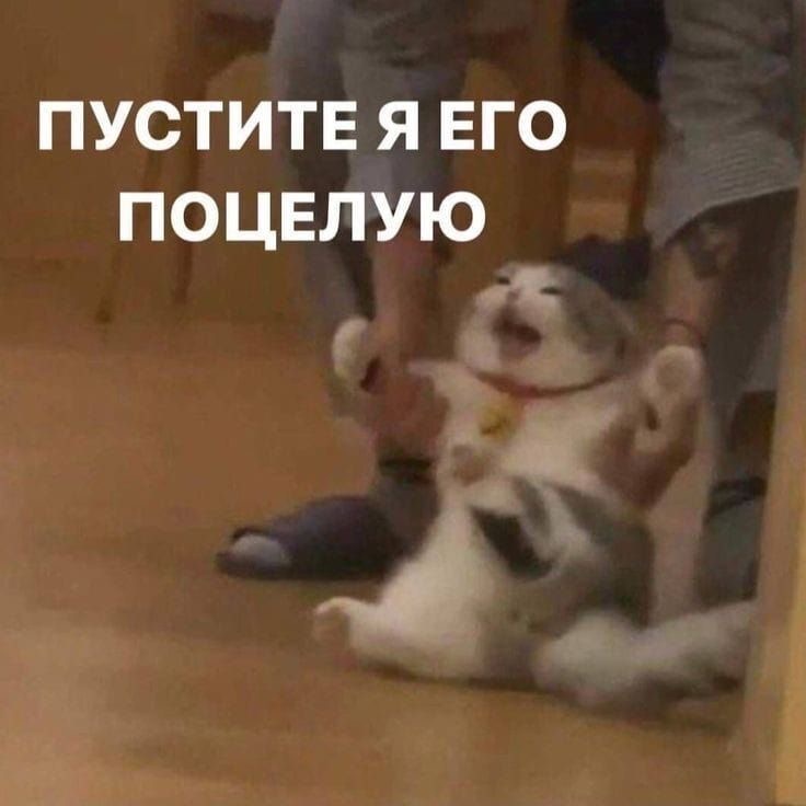 Кот на руках человека - гифки и картинки