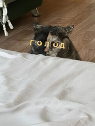 Голодный кот выглядывает из-за стола - картинка gif