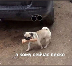 Мопс с предметом в зубах - картинка gif
