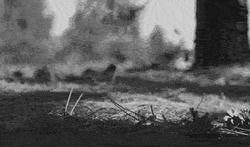 Роза расцветает среди пожара - картинка gif
