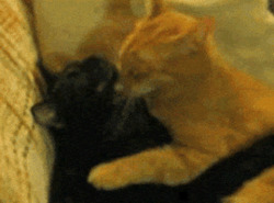 Рыжий кот обнимает черного - картинка gif