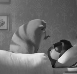 Кот будит спящего человека - картинка gif