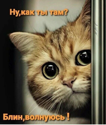 Кот заглядывает из-за двери - картинка gif