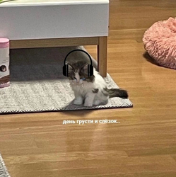 Грустный кот в наушниках - картинка gif