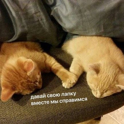 Два спящих кота держатся лапами - картинка gif