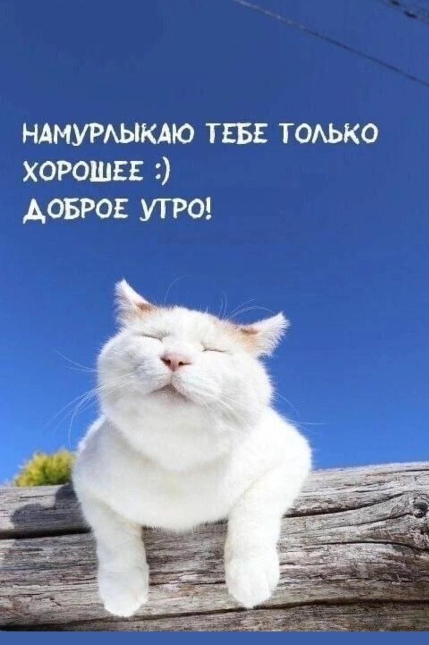 Кот на ветке - С добрым утром общие