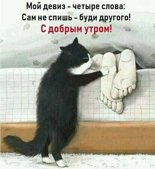 Кот будит человека - С добрым утром общие