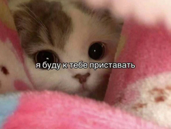 Кот выглядывает из пледа - картинка gif