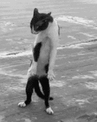 Кот меняет позу стоя - картинка gif