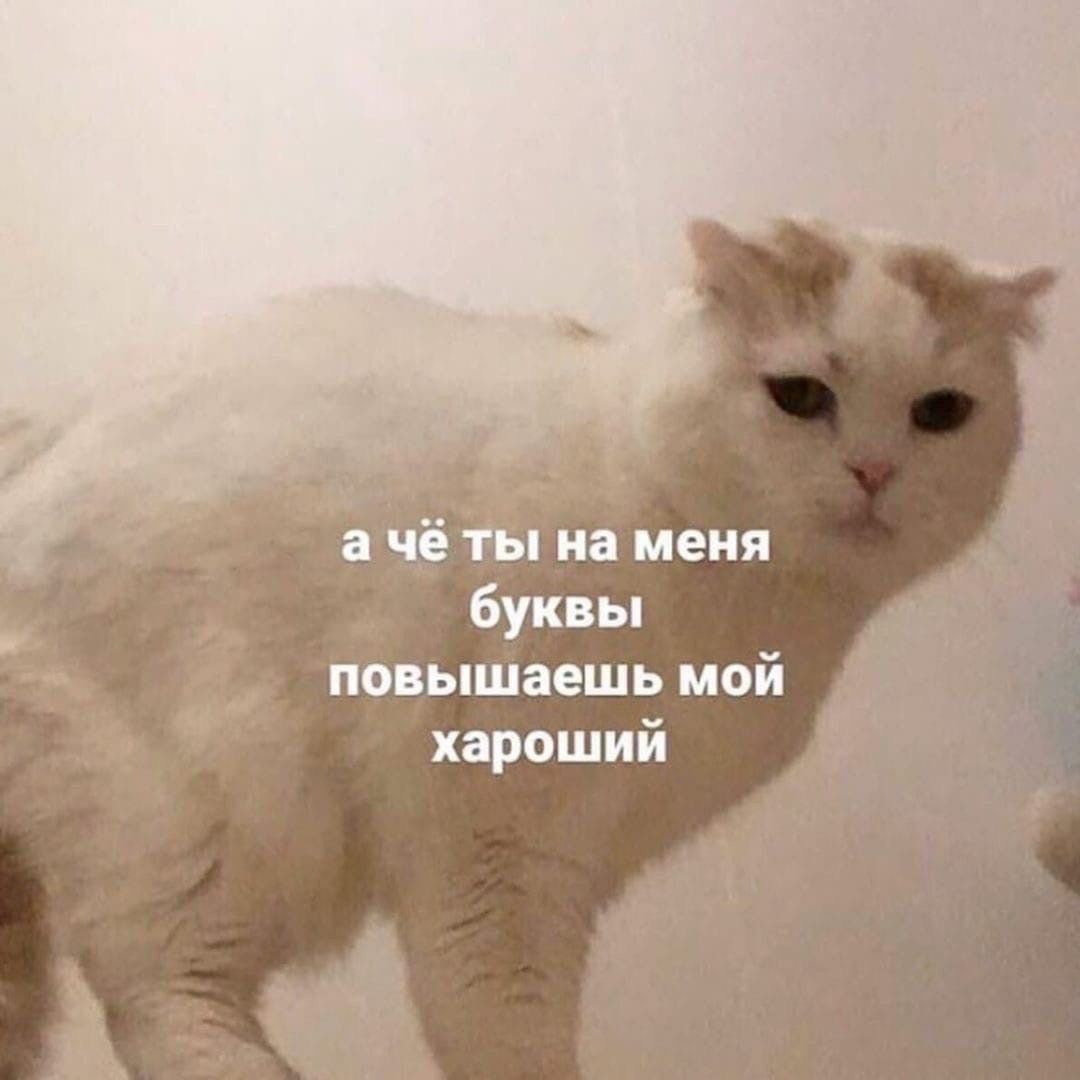 Грустный белый кот - гифки и картинки