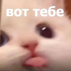 Крупный план морды котенка - гифки и картинки