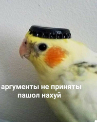 Попугай с крышкой - картинка gif