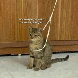 Грустный кот на поводке - картинка gif