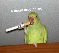 Попугай держит сигарету - картинка gif