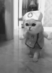 Кот в костюме медсестры - картинка gif