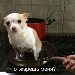 Собака сидит в сковороде - картинка gif