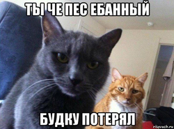 Два кота смотрят в камеру - картинка gif