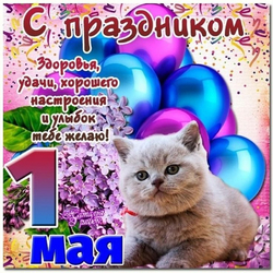 Котёнок и поздравление - картинка gif